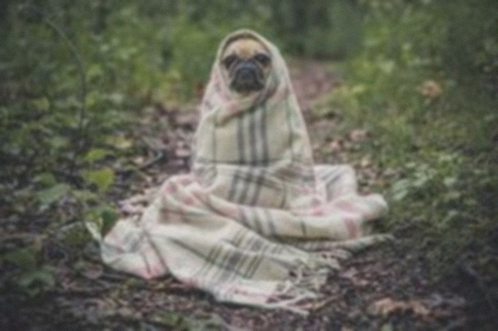 Faded, blurry old photo of a dog before restoration